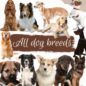 Dog breeds harris tweed topped dress
