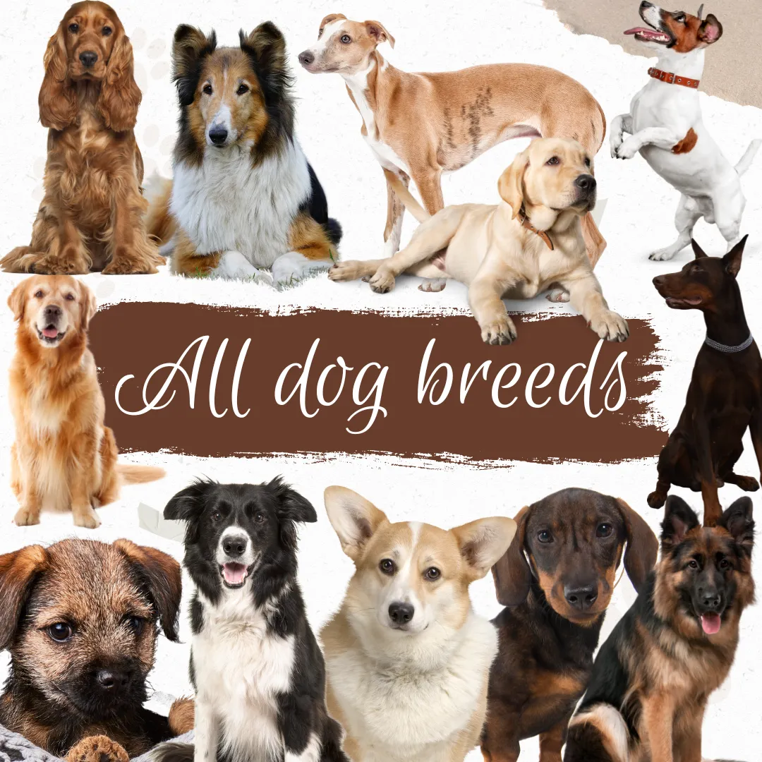 Dog breeds harris tweed topped dress
